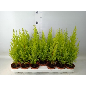 Cupressus macro. 'Goldcrest Wilma'