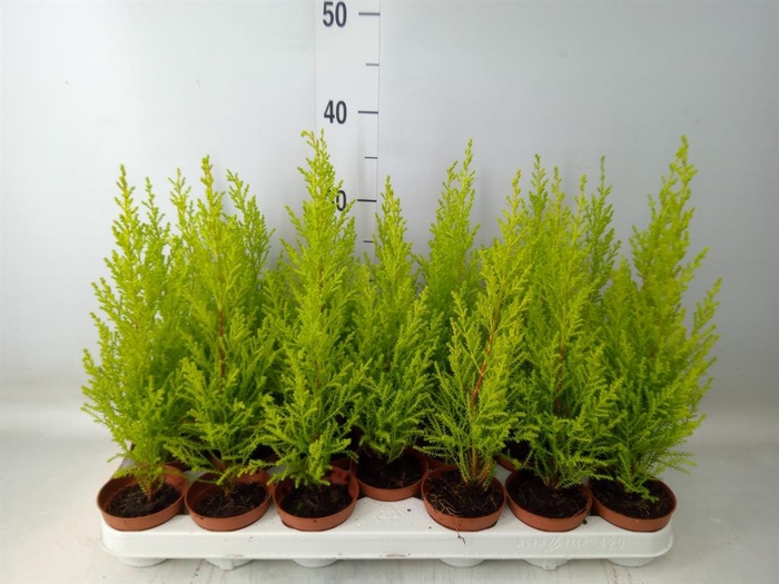 <h4>Cupressus macro. 'Goldcrest Wilma'</h4>