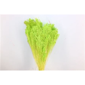 Dried Brooms Apple Green Bunch