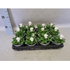 Viola cornuta F1 White