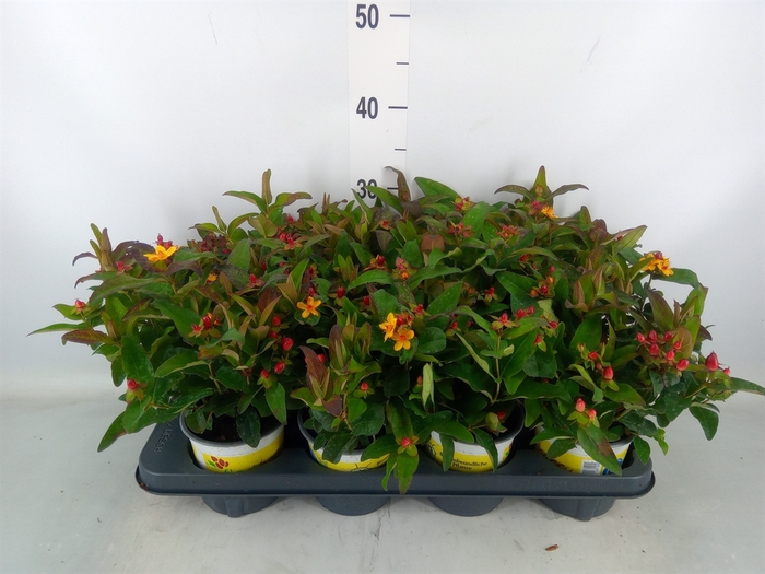 <h4>Hypericum inod.</h4>