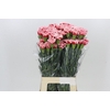 Dianthus St Cheerio
