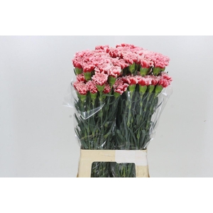 Dianthus St Cheerio