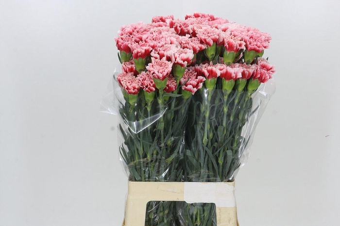 <h4>Dianthus St Cheerio</h4>