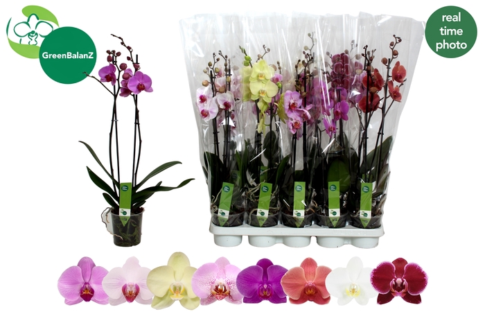 <h4>PHAL GEM 8 KL</h4>