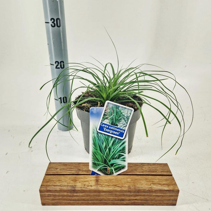 <h4>Carex oshimensis</h4>