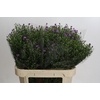 Aster Casarosa