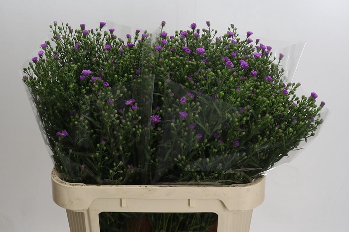 Aster Casarosa
