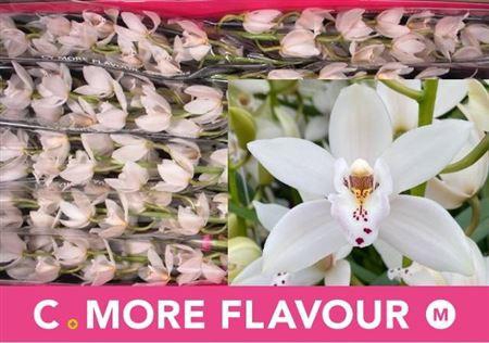 <h4>Cymb Mi Sue</h4>