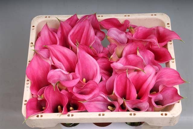 <h4>Calla Call Extase</h4>