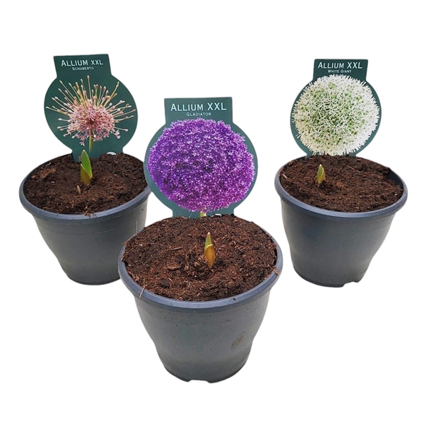 <h4>Allium mix</h4>