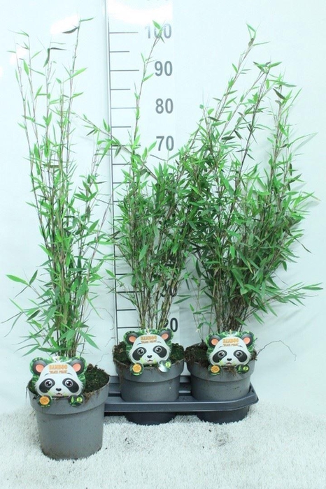 <h4>Fargesia nitida 'Black Pearl'</h4>
