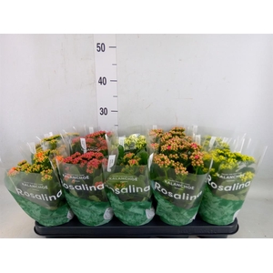 Kalanchoe blos. 'RosDon Collection'