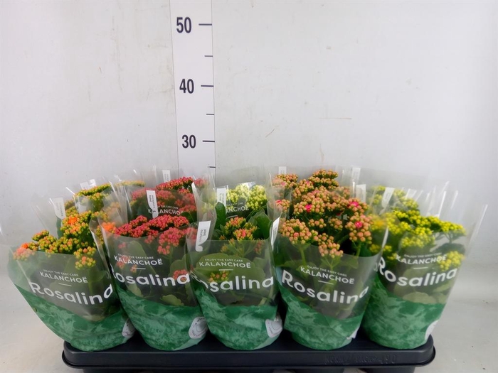 <h4>Kalanchoe blos. 'RosDon Collection'</h4>