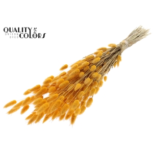 Lagurus per bunch Apricot