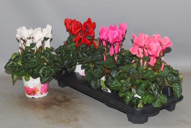 <h4>CYCL GR SUP XL</h4>