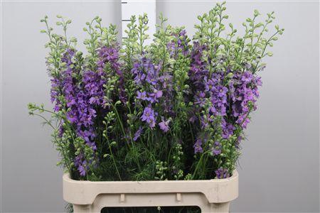 <h4>Cons R Q Violet/lilac</h4>