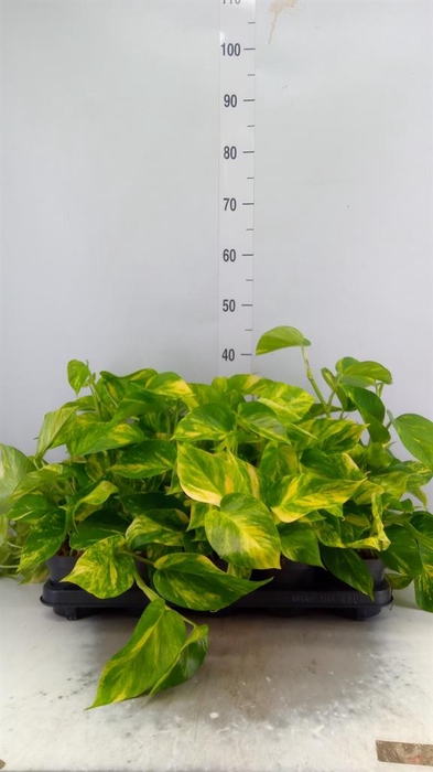 <h4>Epipremnum pinn. 'Hicolor'</h4>
