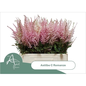 ASTIL C ROMANZE