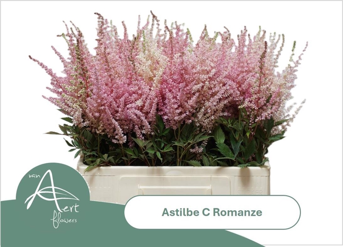 <h4>ASTIL C ROMANZE</h4>