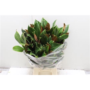 Magnolia Blad