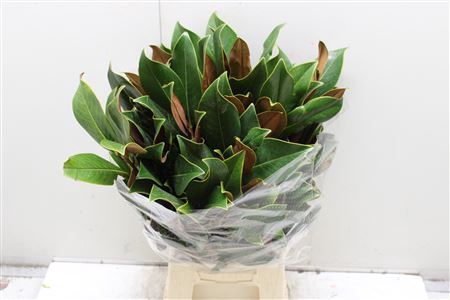 <h4>Magnolia Blad</h4>