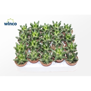 Escobaria Missouriensis