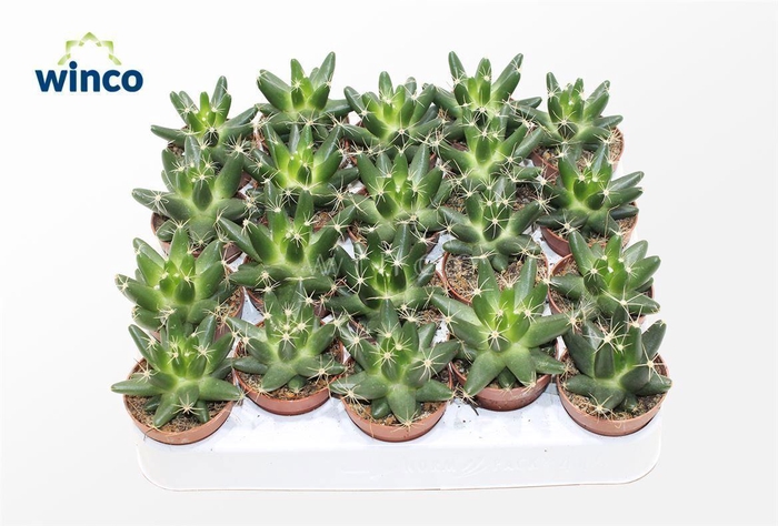 <h4>Escobaria Missouriensis</h4>