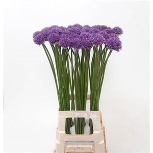 Allium Gladiator