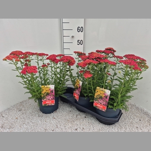 ACHI MILLEFOLIUM
