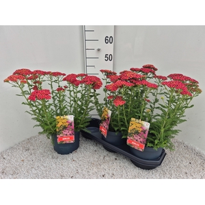 ACHI MILLEFOLIUM