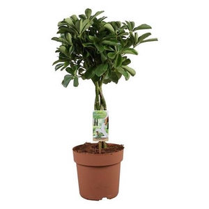 Schefflera Nora Gevlochten Stam