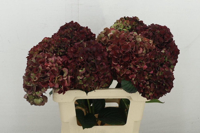 <h4>Hydr M Mag Rub Gl Cl</h4>