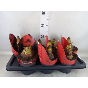 Hippeastrum GA 'Rhode Star'