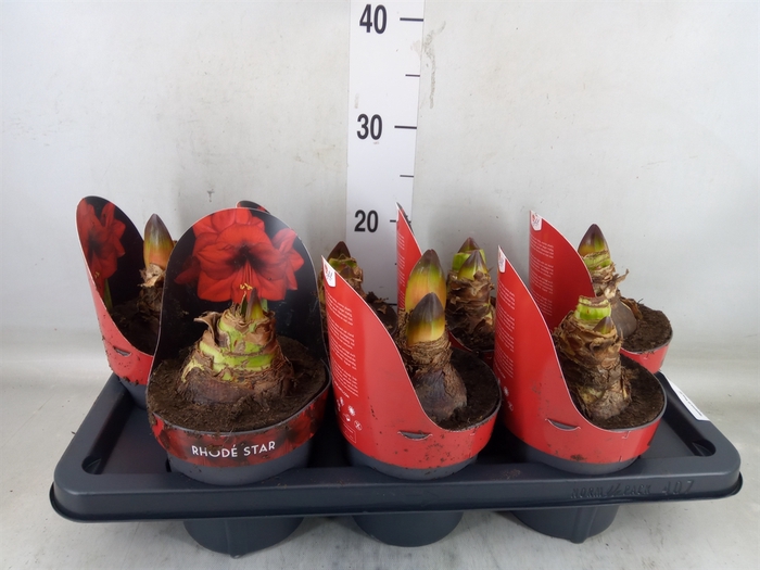 <h4>Hippeastrum GA 'Rhode Star'</h4>