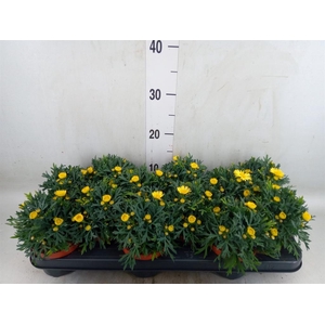 Argyranthemum  'La Rita Yellow'