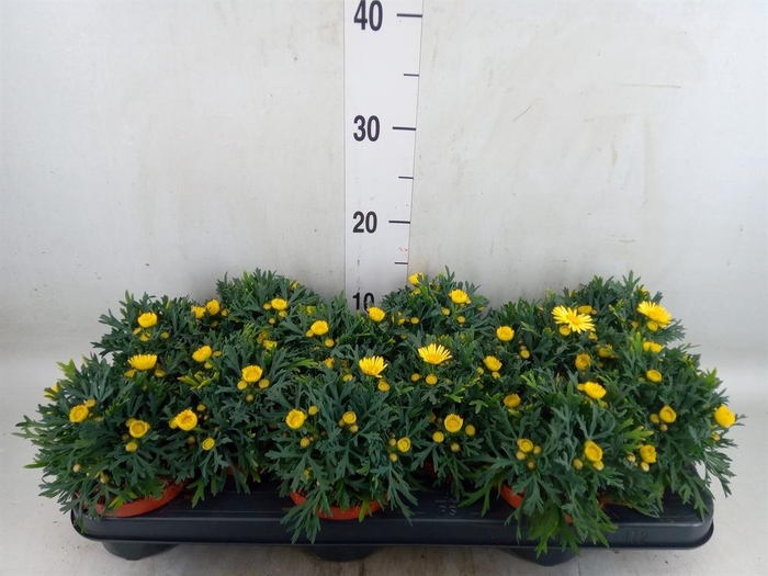<h4>Argyranthemum  'La Rita Yellow'</h4>