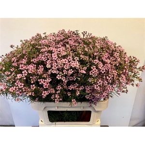 CHAME UN JUPITER SOL