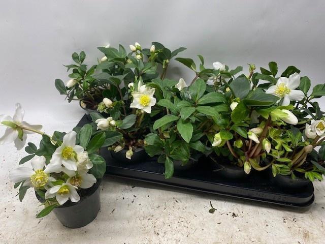 <h4>HELL NI HAPPY DAY</h4>