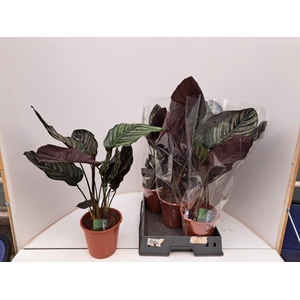 CALAT SANDERIANA