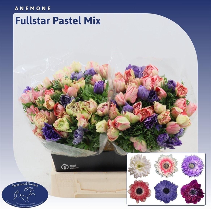 <h4>Anemone Fullstar Pastel Mix</h4>