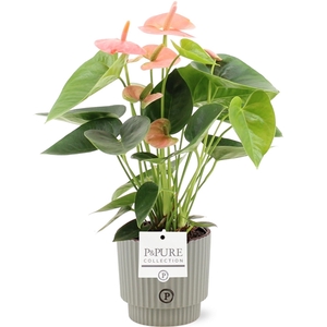 Anthurium Spirit in Pure Ivy ceramics