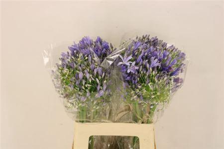 <h4>Agap Blue Heaven</h4>