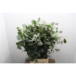 Euc Populus Blad