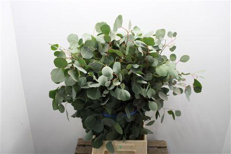 <h4>Euc Populus Blad</h4>