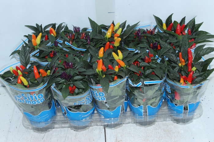 <h4>PIMENTA P11</h4>