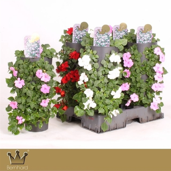 <h4>Impatiens Wanderella - Mixcc</h4>