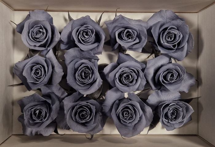 <h4>Ro Pres Mini Graphite</h4>