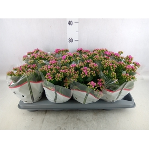 Kalanchoe   ...