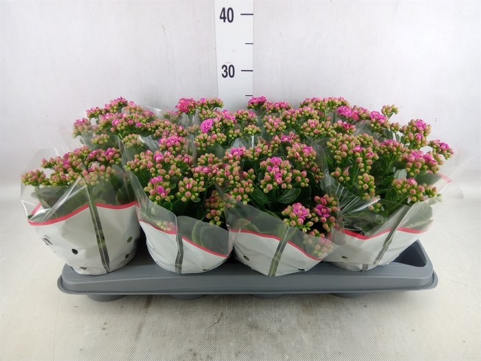 <h4>Kalanchoe   ...</h4>